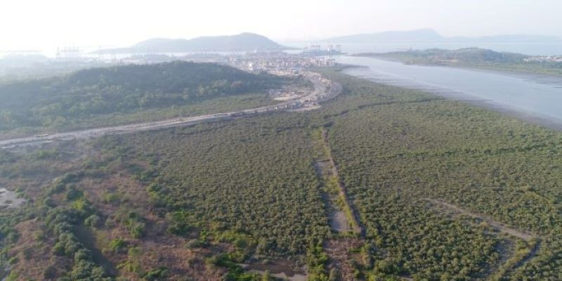RTI impact: JNPT admits 913 ha mangroves under it